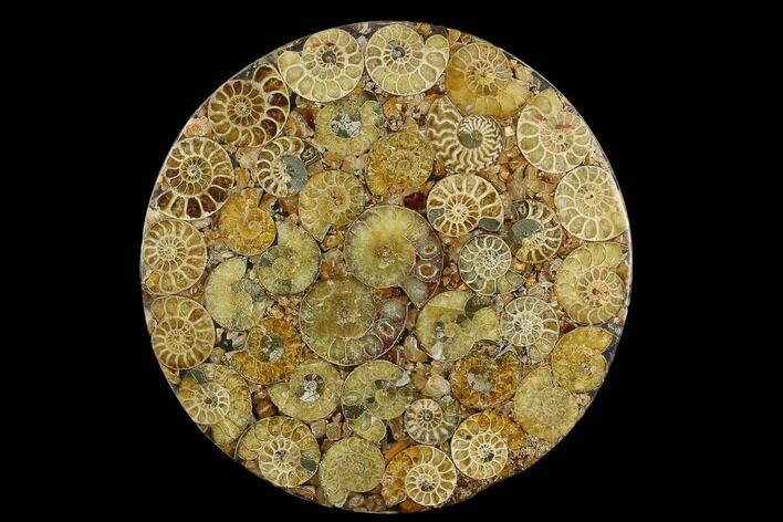 Composite Plate Of Agatized Ammonite Fossils #130560